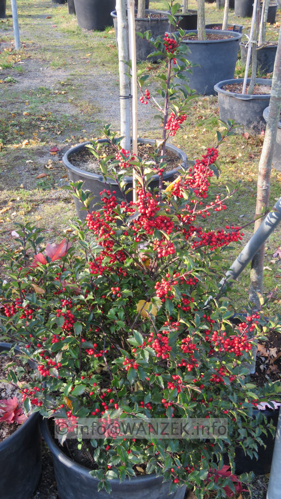 Ilex meserveae Heckenfee 01 mit Beeren.JPG